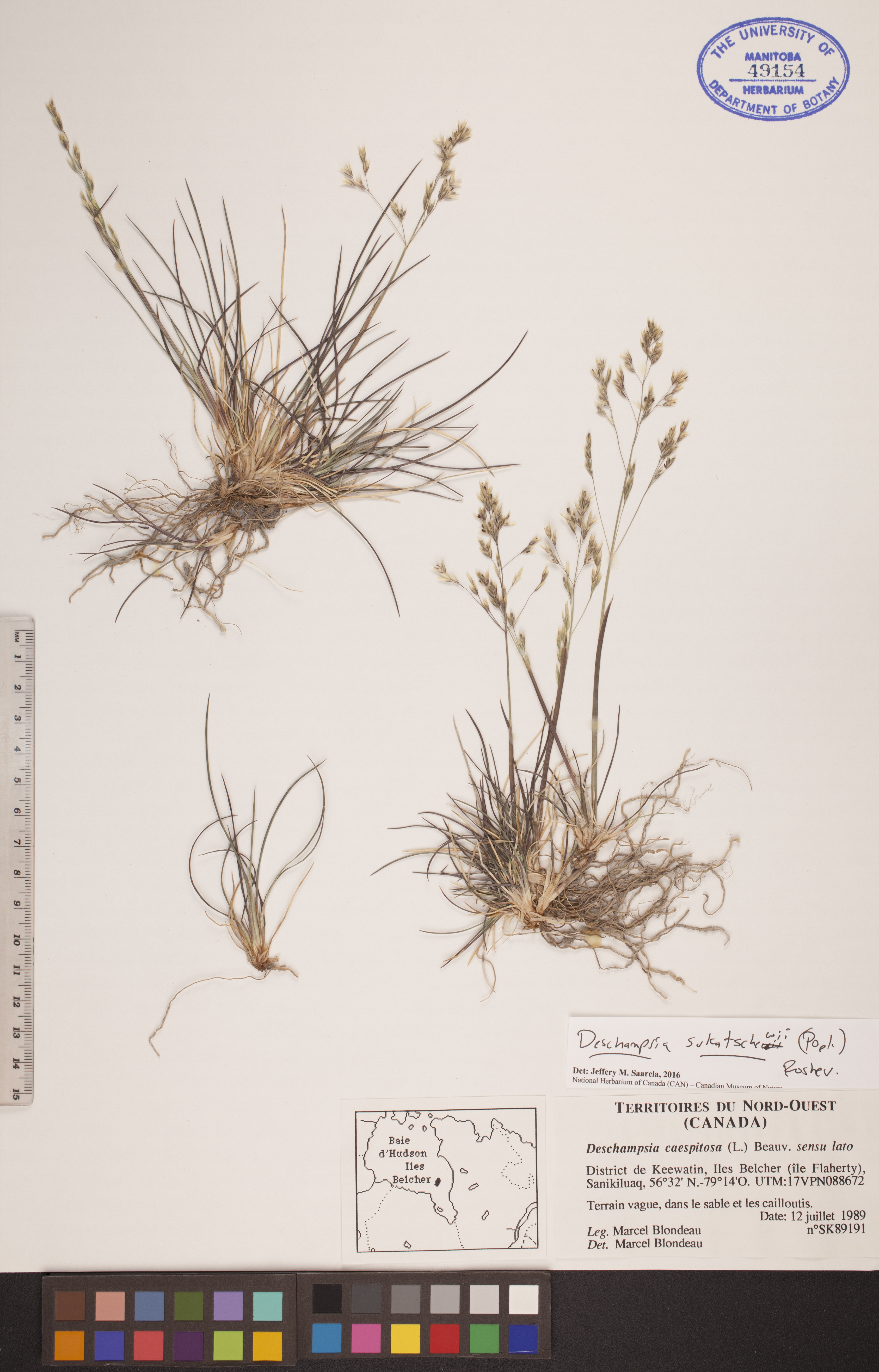 Deschampsia sukatschewii image